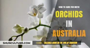 Caring for Moth Orchids: An Australian Guide