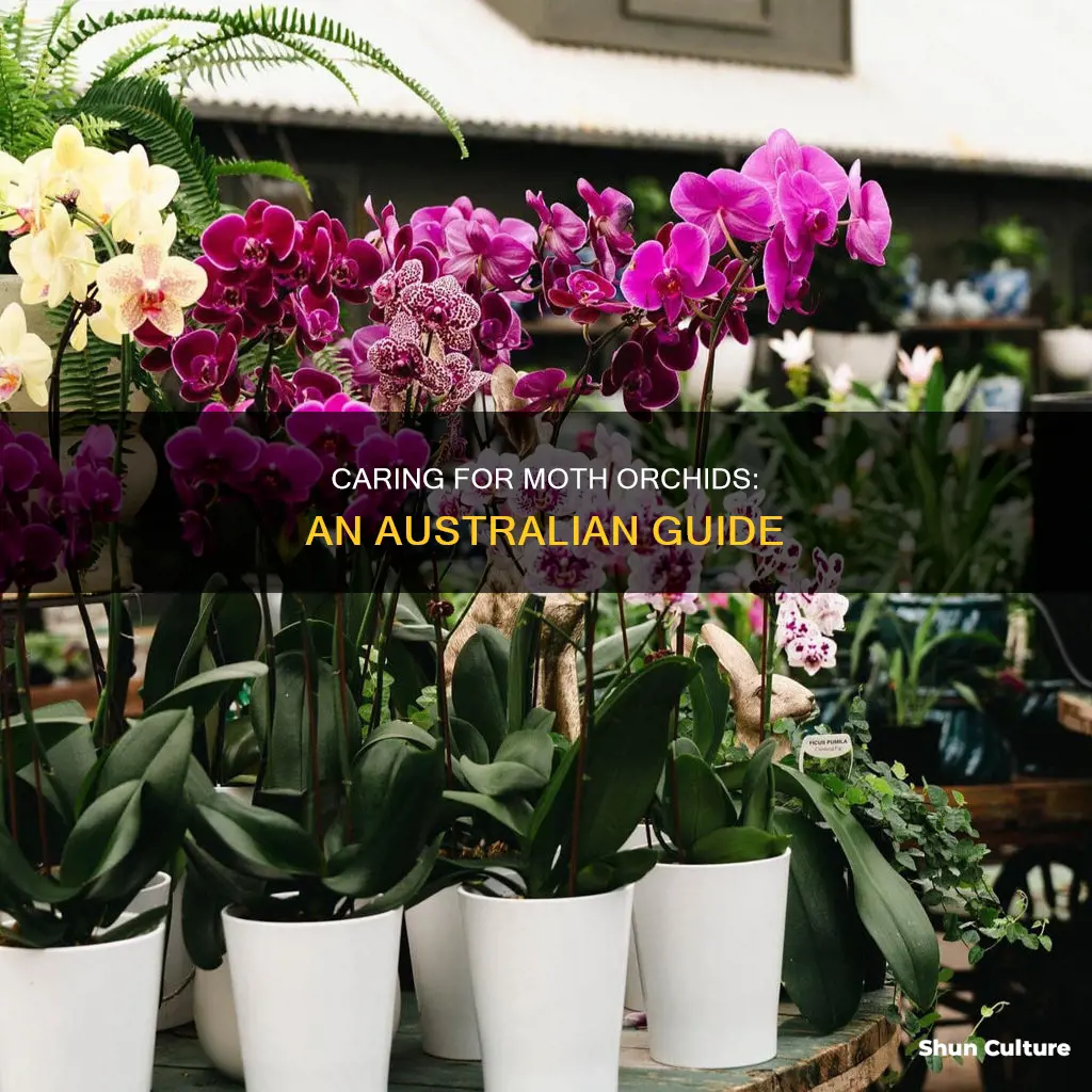 how to care for moth orchids in australia