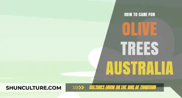 Olive Tree Care Guide for Australians
