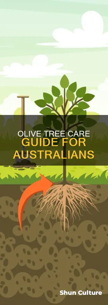 how to care for olive trees australia