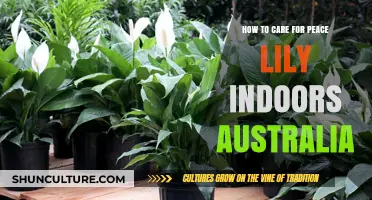 Peace Lily Care Guide for Australian Homes