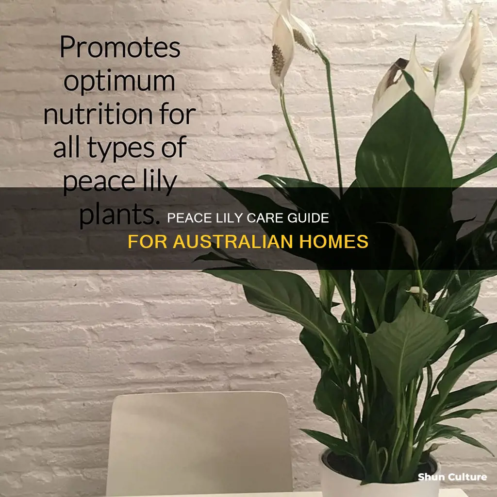 how to care for peace lily indoors australia