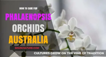 Caring for Phalaenopsis Orchids: An Australian Guide