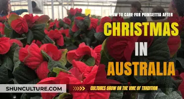 Poinsettia Care: Post-Christmas in Australia