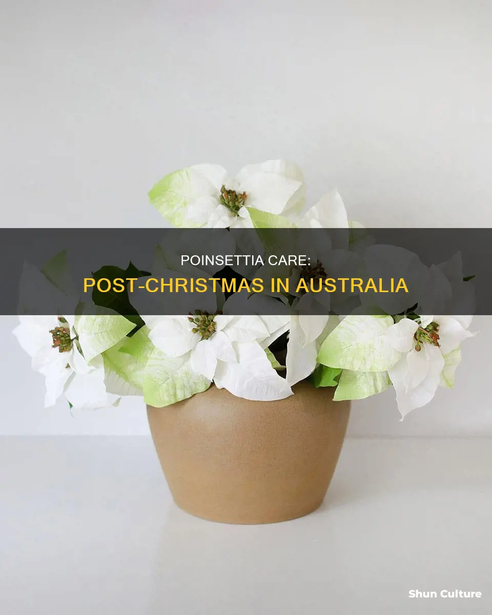 how to care for poinsettia after christmas in australia