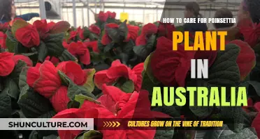 Poinsettia Care Tips for Australians