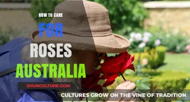 Caring for Roses: An Australian Guide
