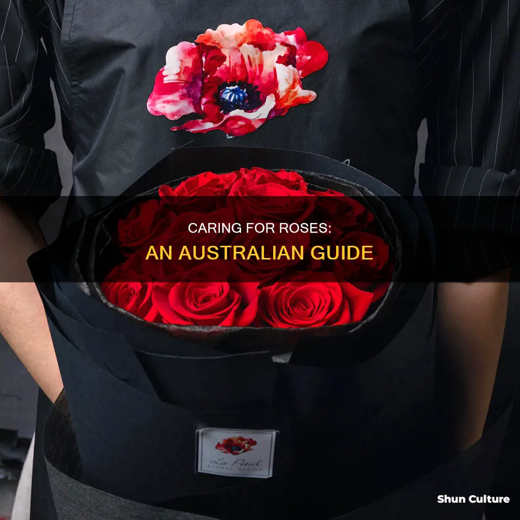 how to care for roses australia