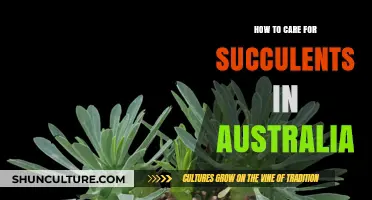 Succulent Care Guide for Australians: Tips for Success