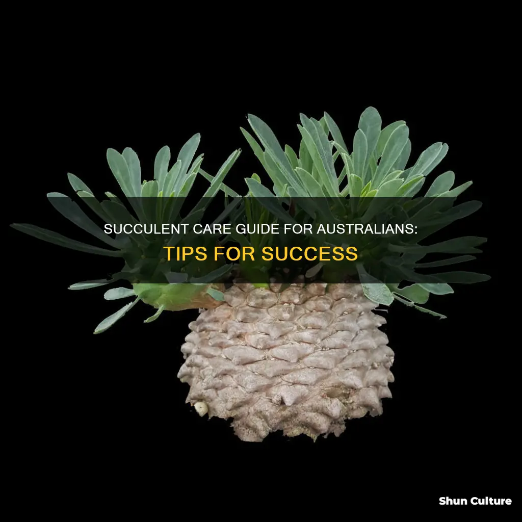 how to care for succulents in australia