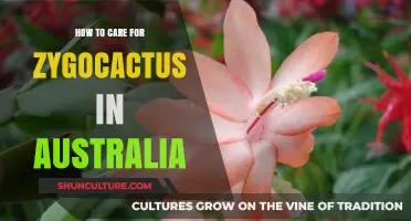 Zygocactus Care Guide for Australians
