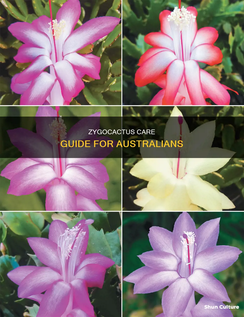 how to care for zygocactus in australia