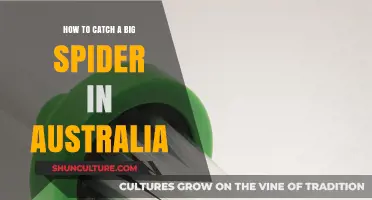 Big Spider Catching in Australia: A Guide