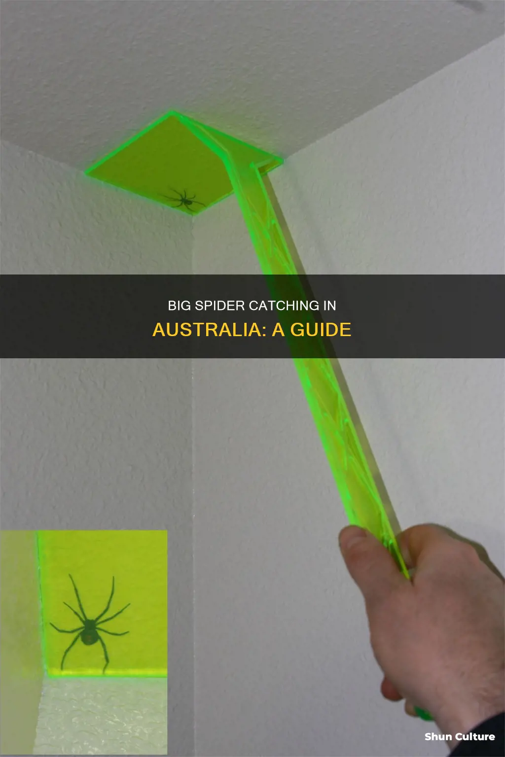 how to catch a big spider in australia