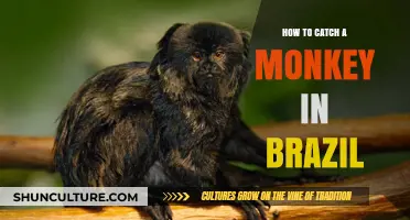 Mastering the Art of Catching Monkeys in Brazil's Wild
