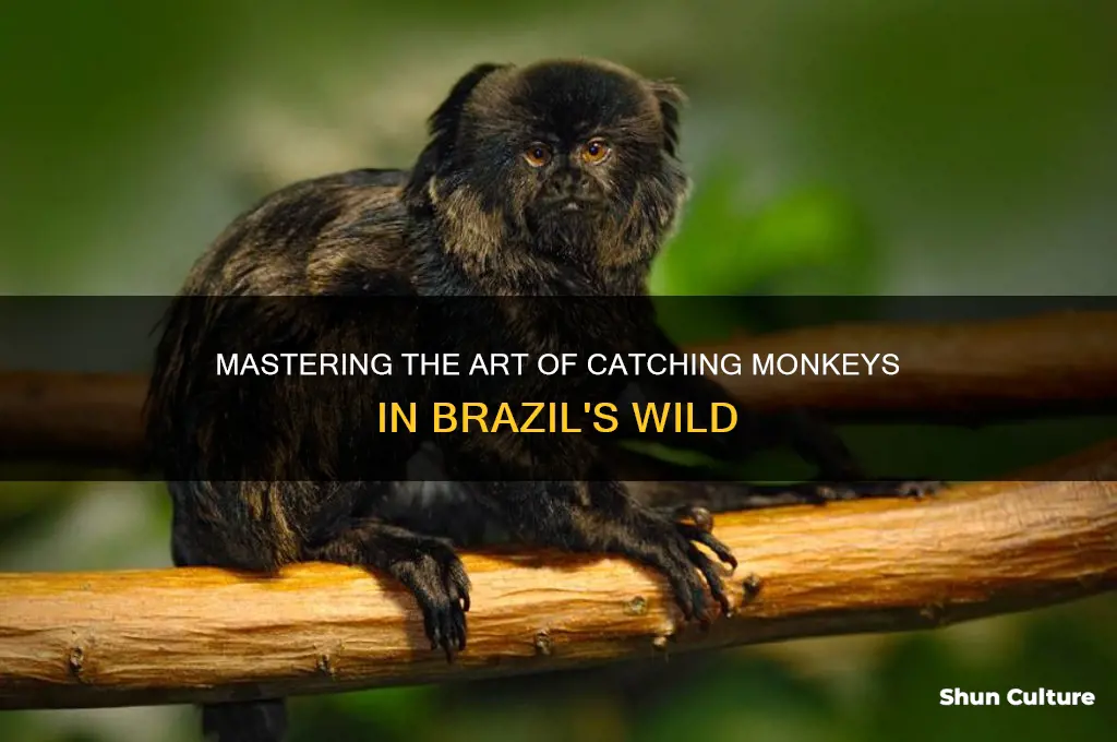 how to catch a monkey in brazil