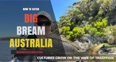 Big Bream Fishing: Australia's Top Techniques