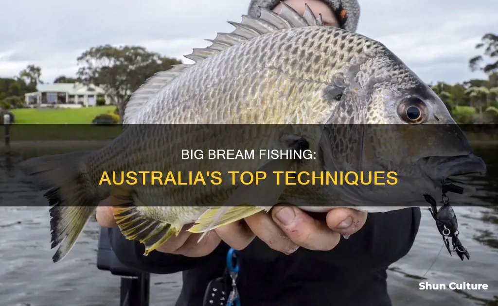 how to catch big bream australia
