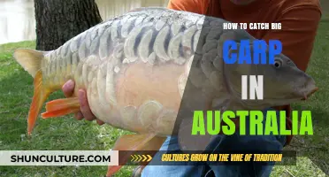 Catching Big Carp in Australia: The Ultimate Guide