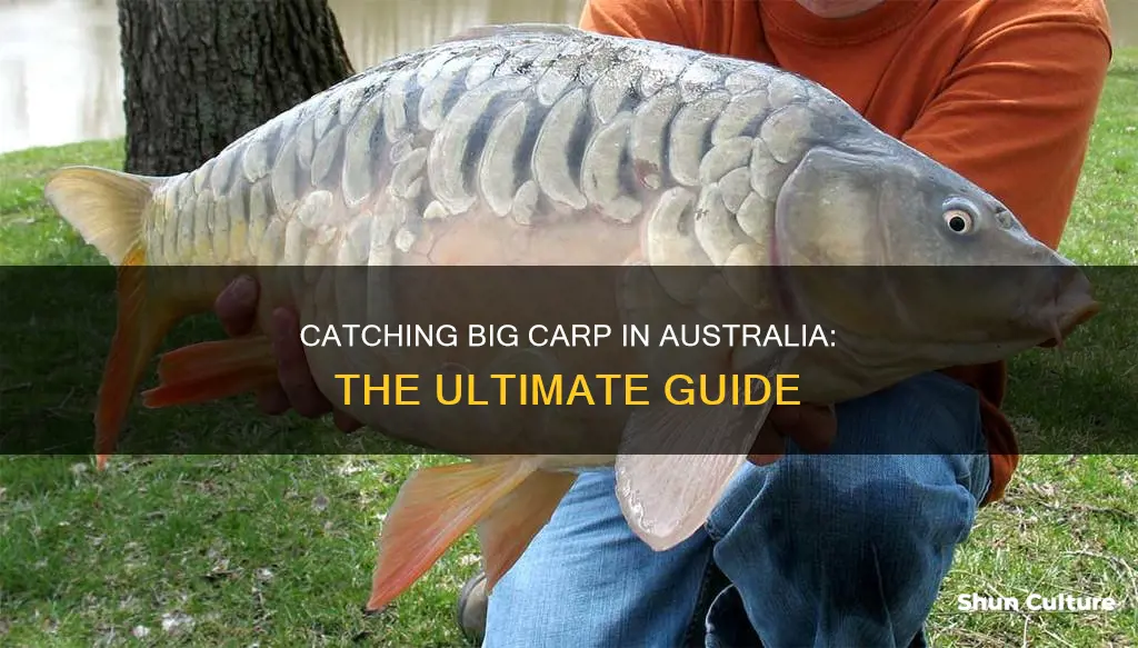 how to catch big carp in australia