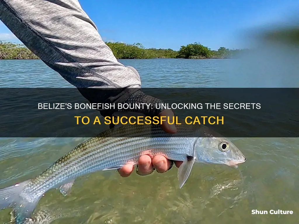 how to catch bonefish in belize