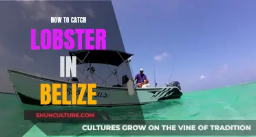 Catching Caribbean Spiny Lobsters in Belize: A Guide