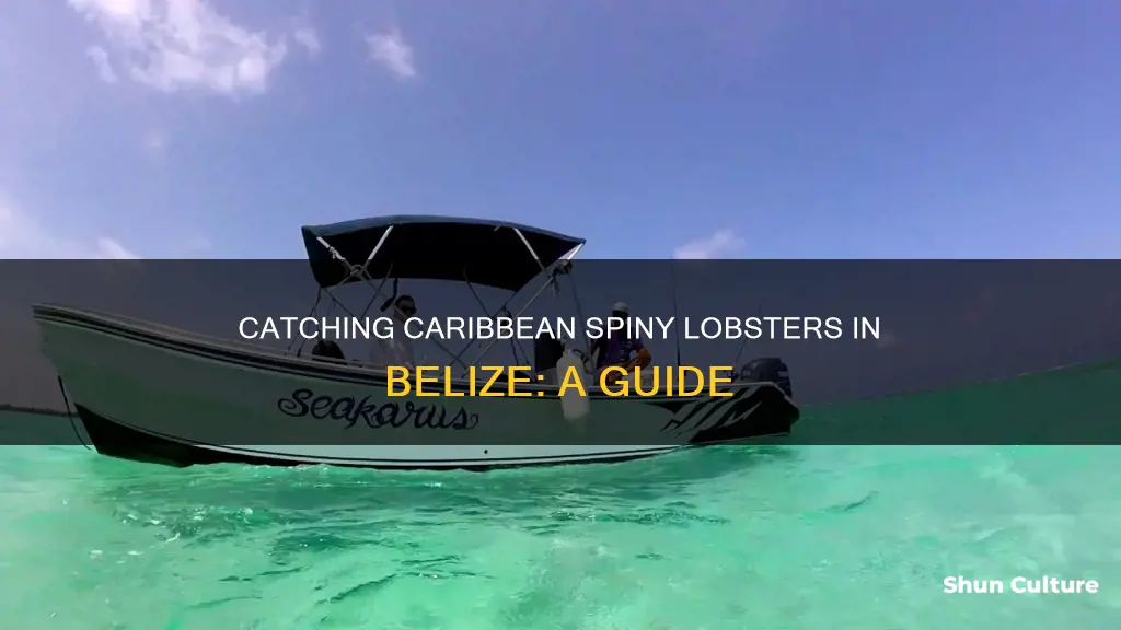 how to catch lobster in belize