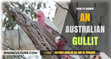 Transforming Your Australian Gullit: A Step-by-Step Guide