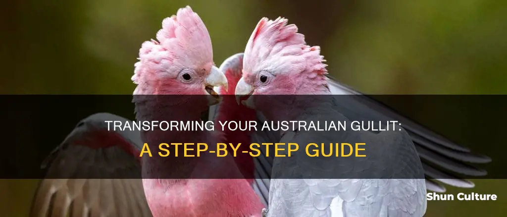 how to change an australian gullit
