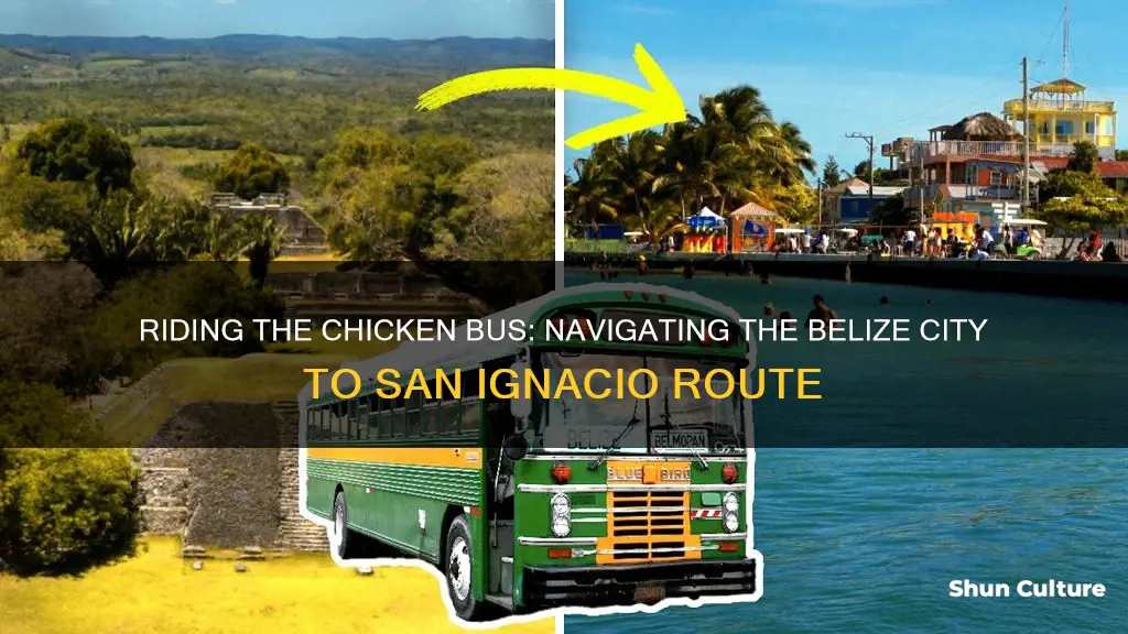 how to chicken bus from belize city to san ignacio