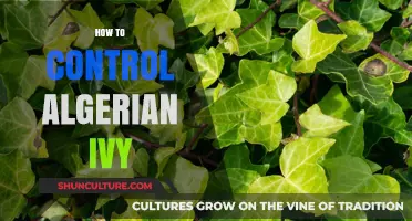 Mastering Algerian Ivy Control: Effective Strategies for Gardeners