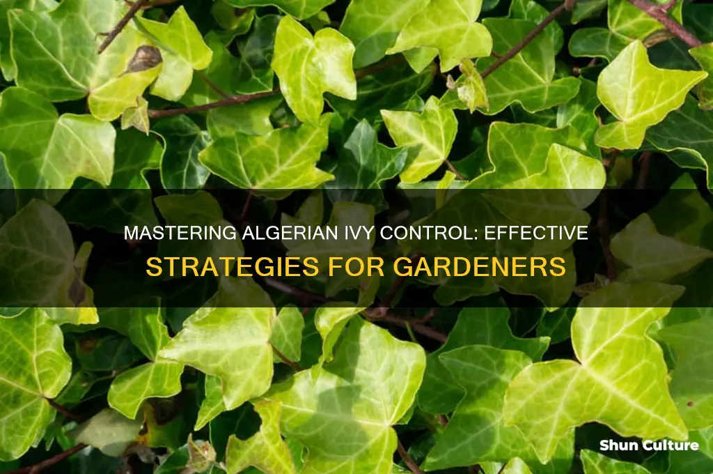 how to control algerian ivy