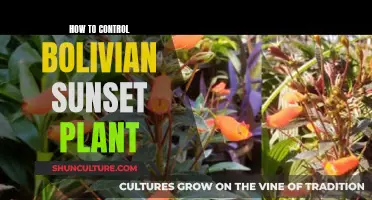 Bolivian Sunset Plant: Care Tips for Growth Control