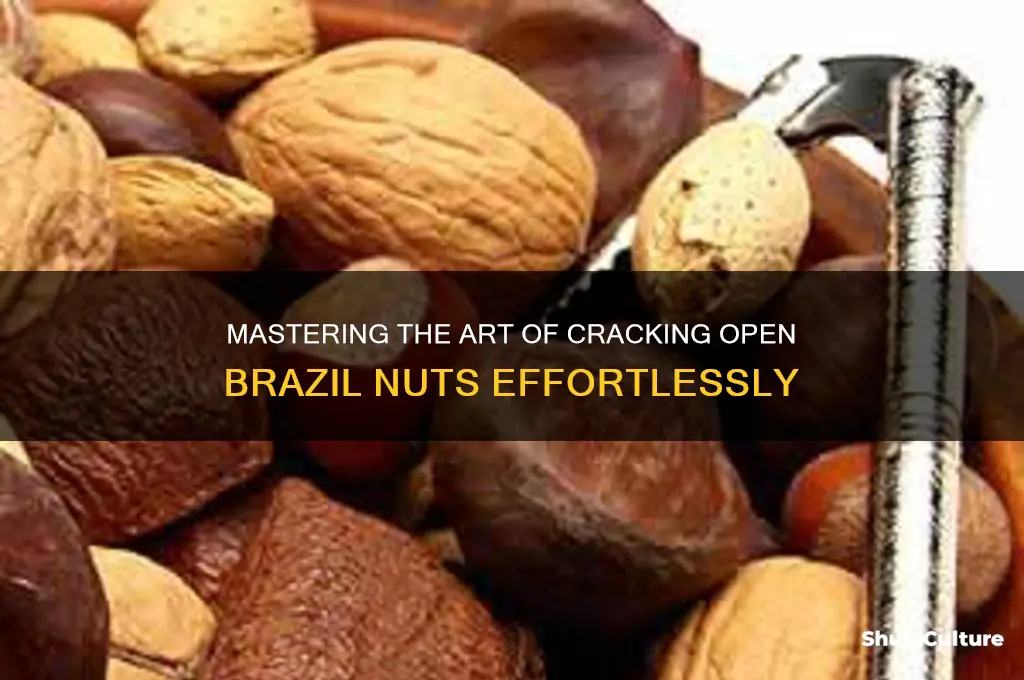 how to crack open a brazil nut