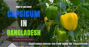 Cultivating Capsicum in Bangladesh: A Comprehensive Guide for Farmers