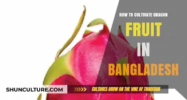 Cultivating Dragon Fruit in Bangladesh: A Comprehensive Growing Guide