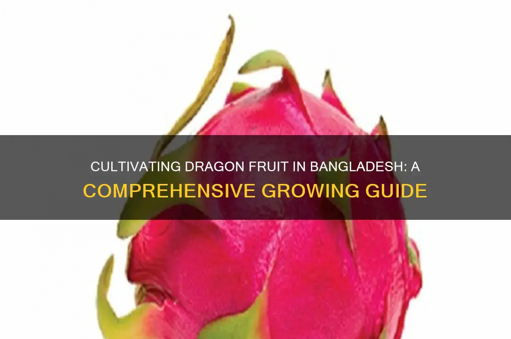 how to cultivate dragon fruit in bangladesh