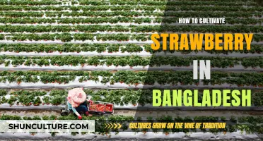 Cultivating Strawberries in Bangladesh: A Step-by-Step Guide for Success