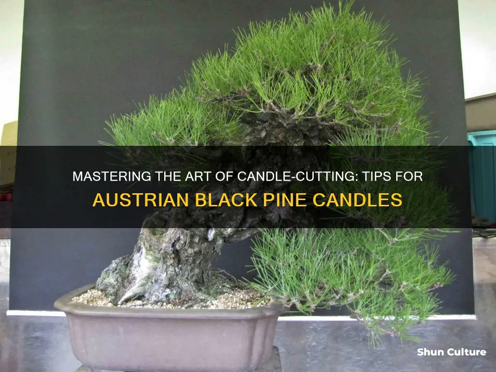 how to cut candles from austrian black pines