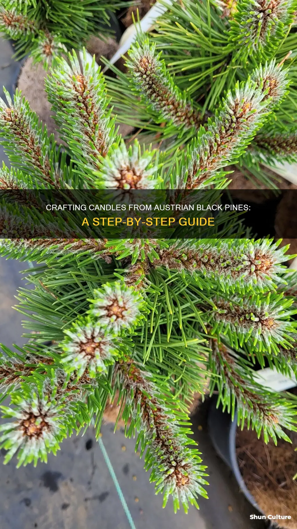 how to cut candles from austrian black pines