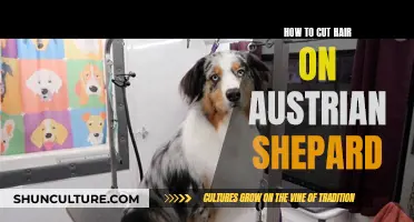 Mastering the Art of Trimming: A Guide to Shearing an Austrian Shepherd's Hair