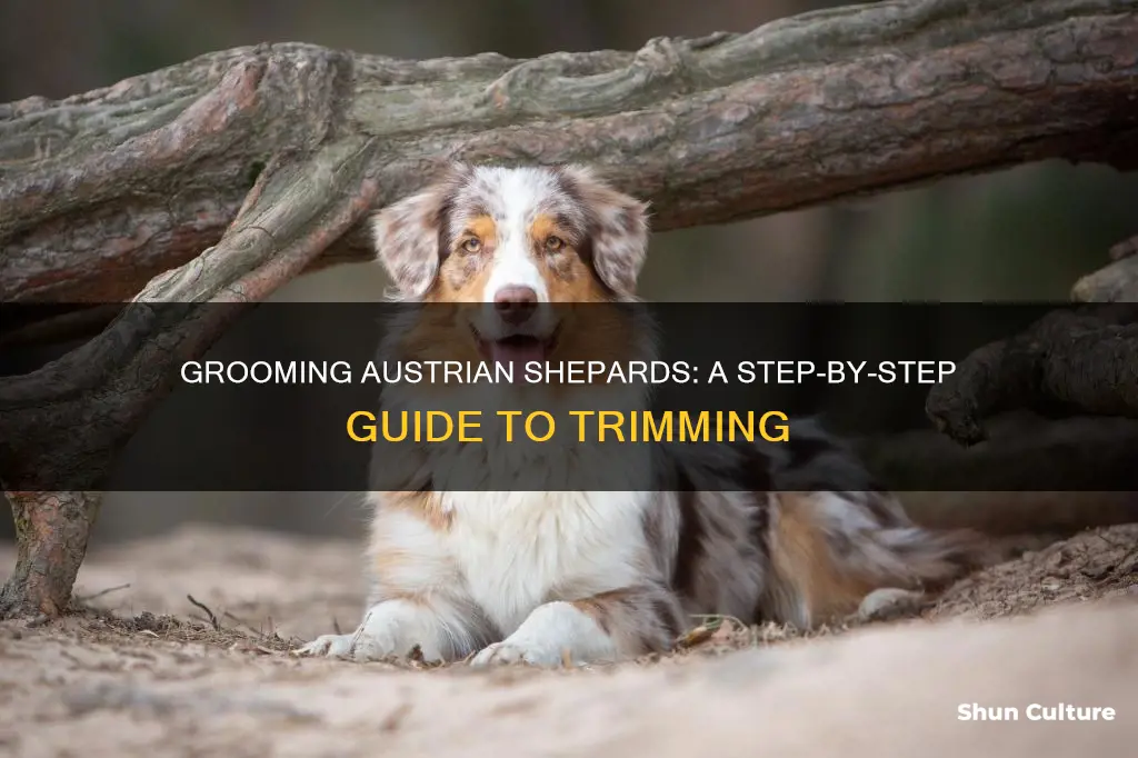how to cut hair on austrian shepard