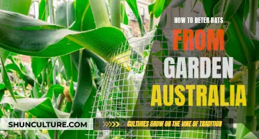 Keep Rats Away: Natural Garden Protection