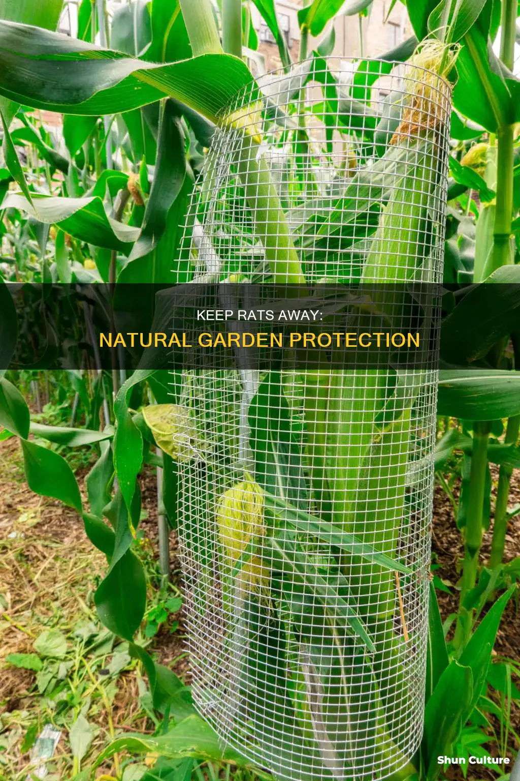 how to deter rats from garden australia