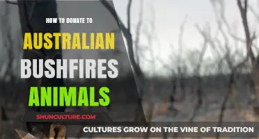 Helping Australian Wildlife: Your Donations Count