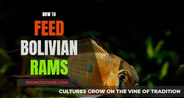 The Ultimate Guide to Feeding Bolivian Rams