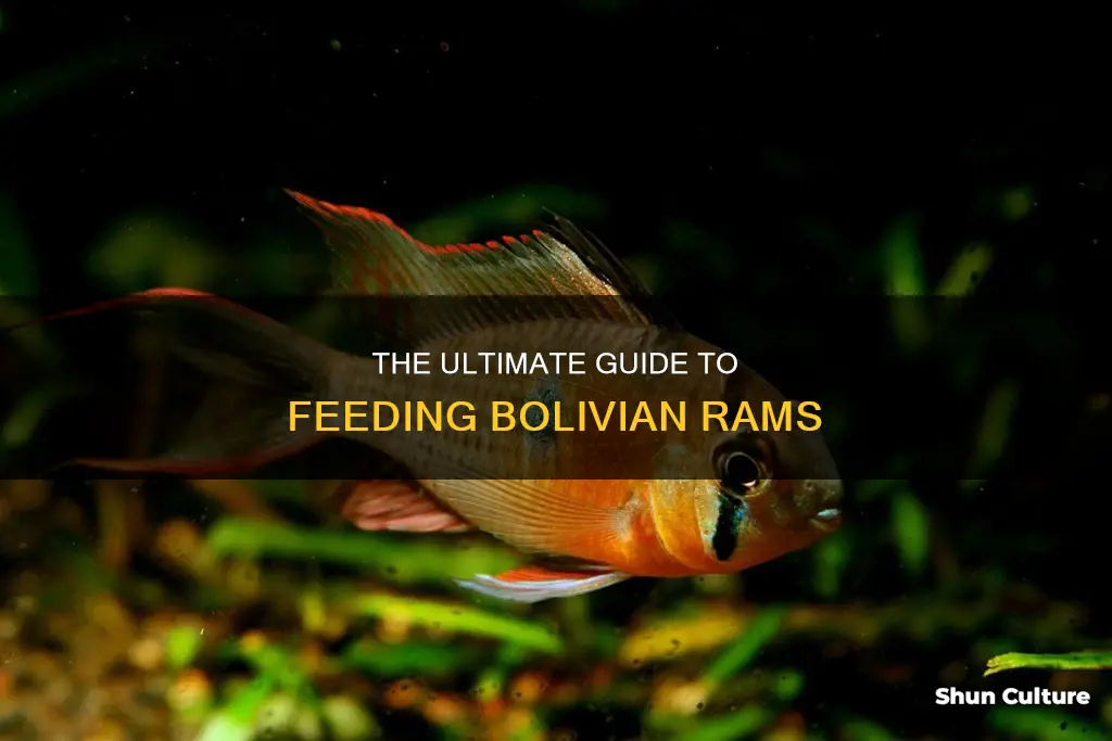 how to feed bolivian rams