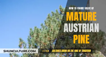 Mature Austrian Pine Value: A Comprehensive Guide to Assessment