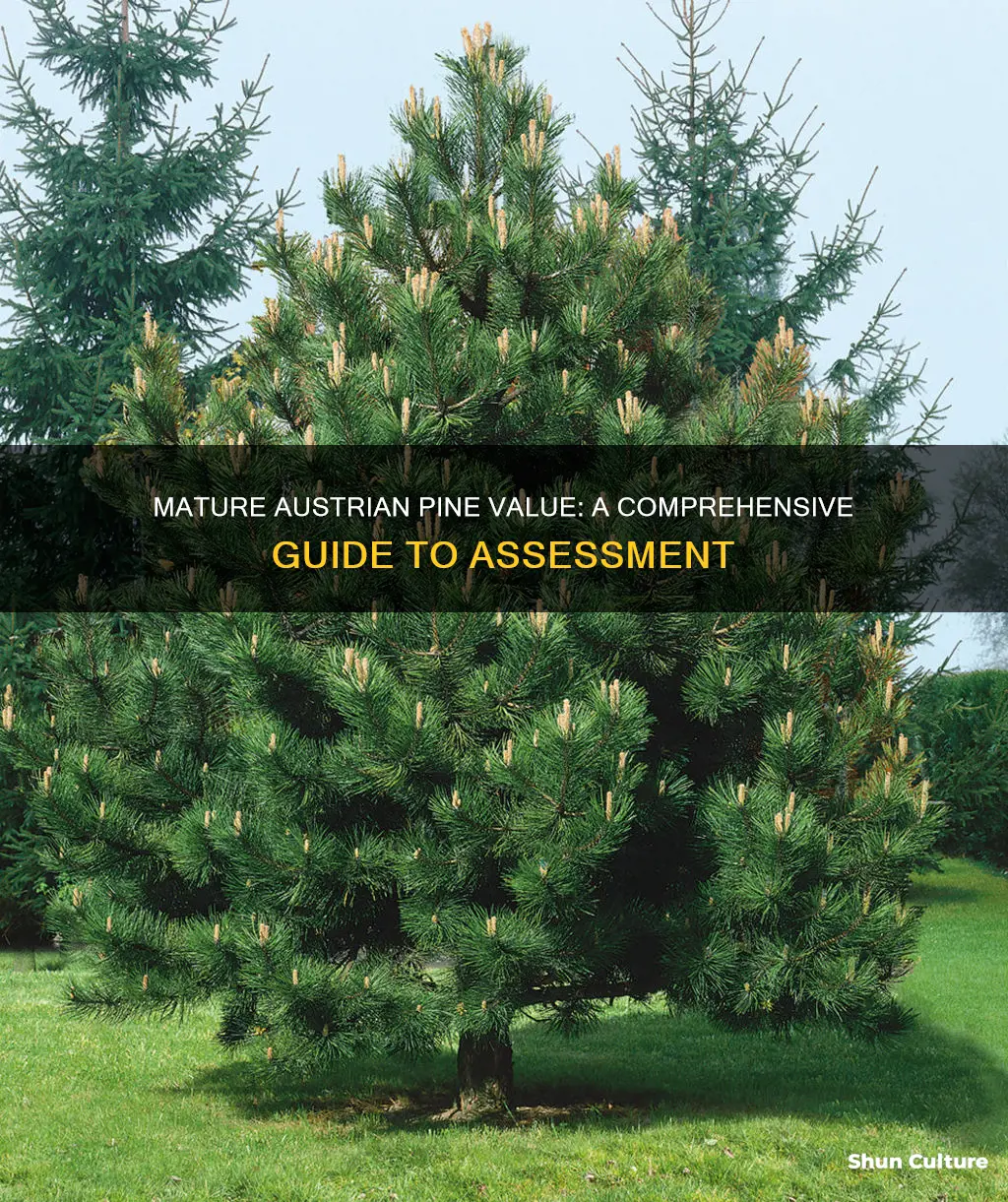 how to figure value of mature austrian pine