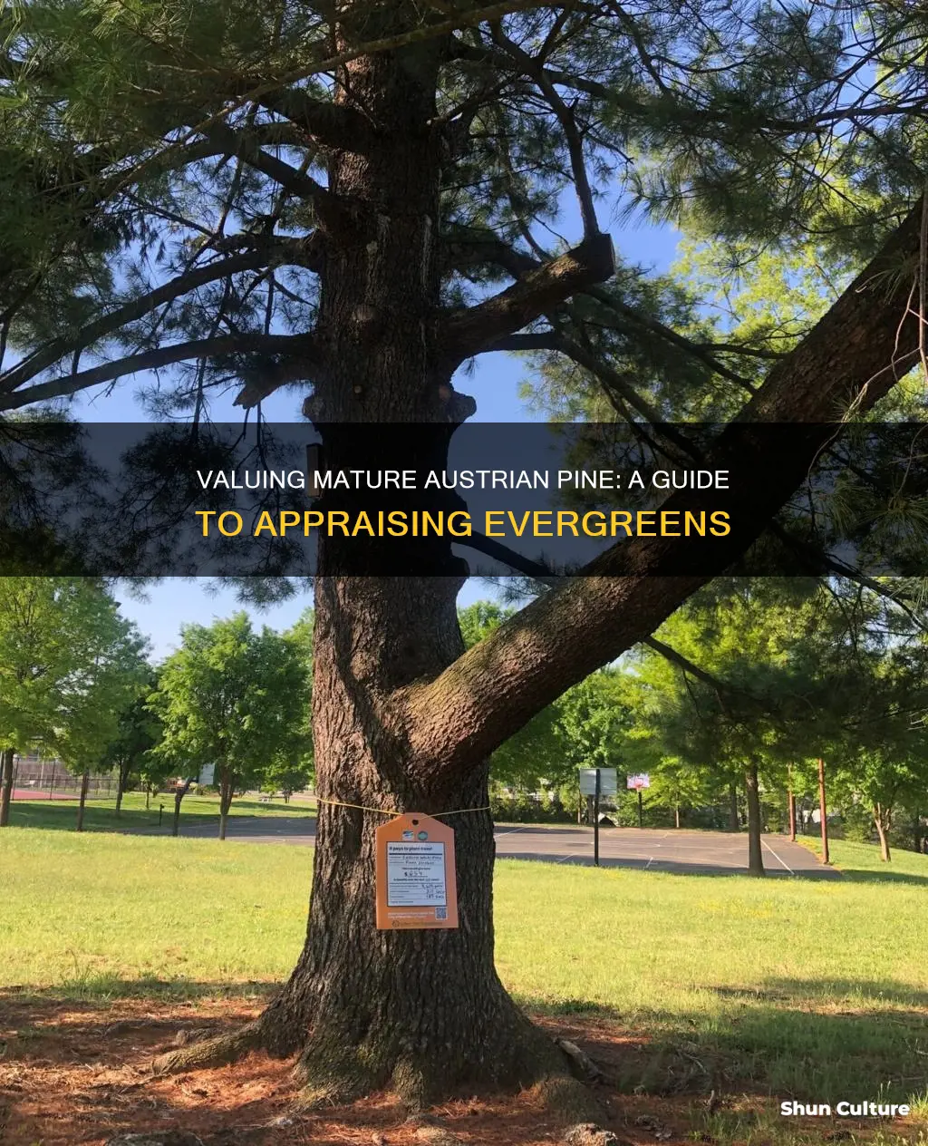 how to figure value of mature austrian pine